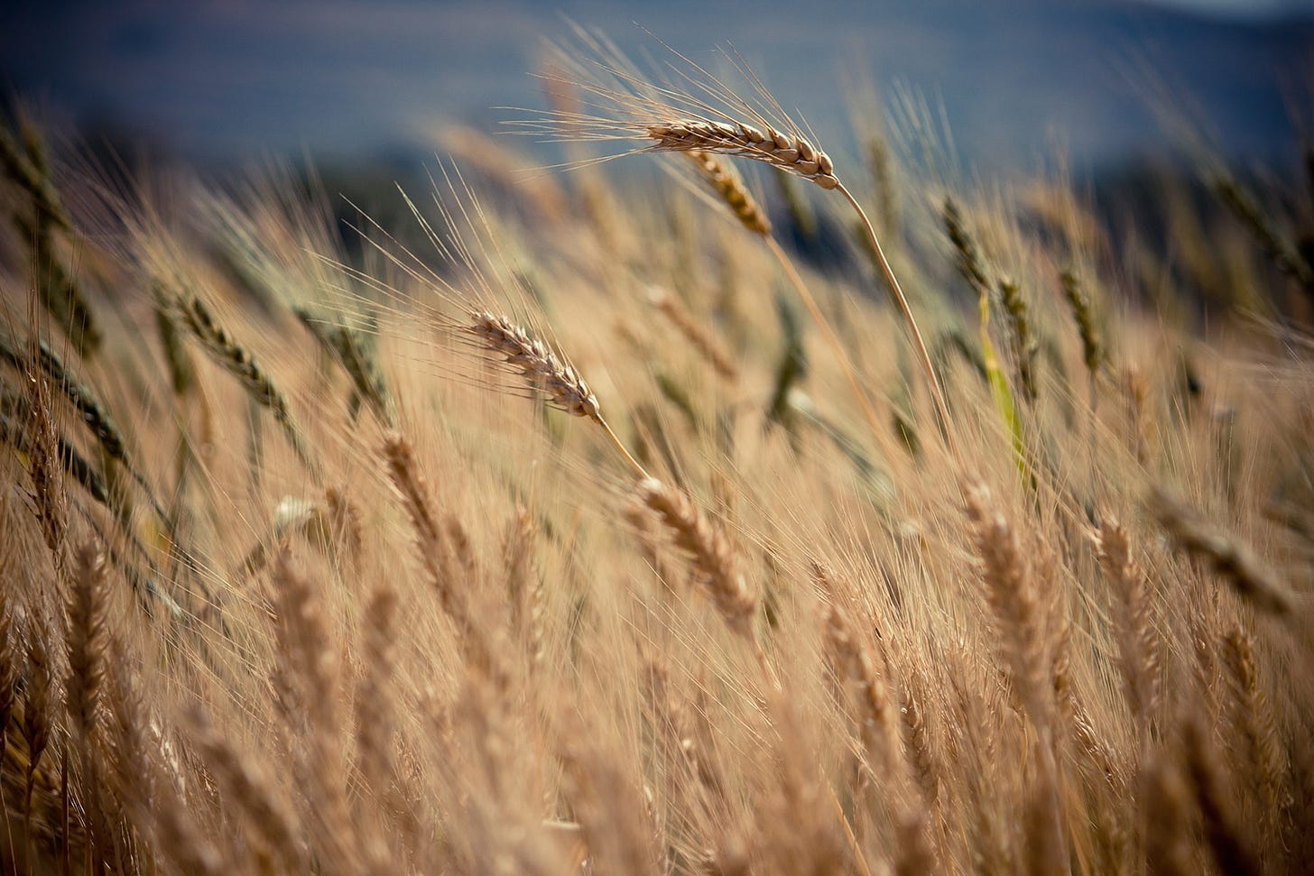 Field of ripe wheat stalks against a dark sky Field of ripe wheat stalks against a dark sky