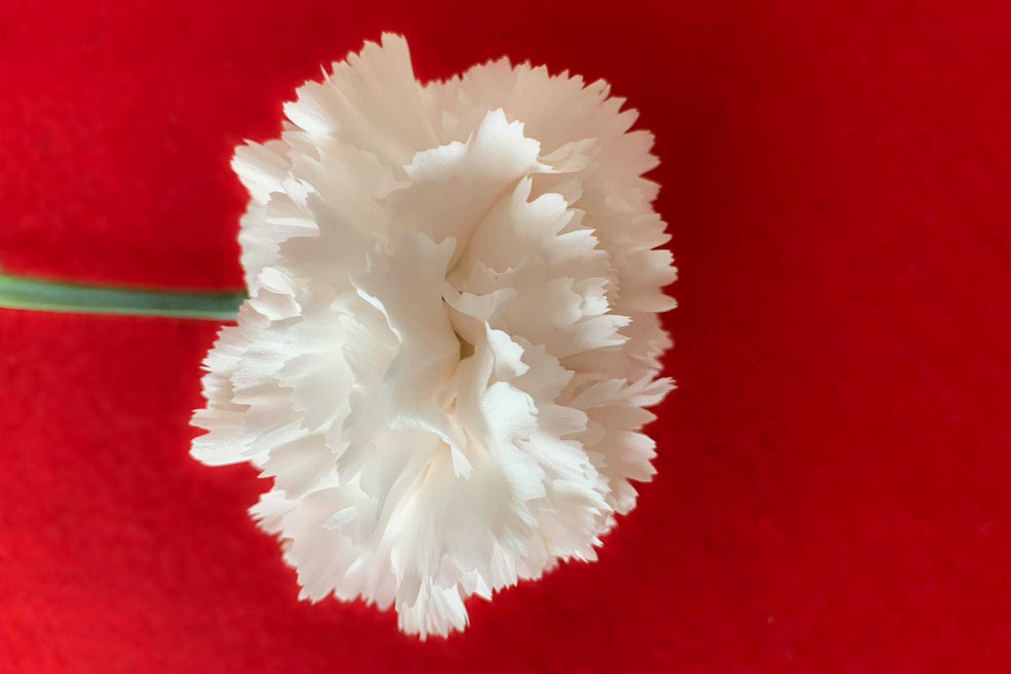 A Single Bloom © Kathryn LeRoy