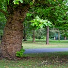 68. Ormeau Plane