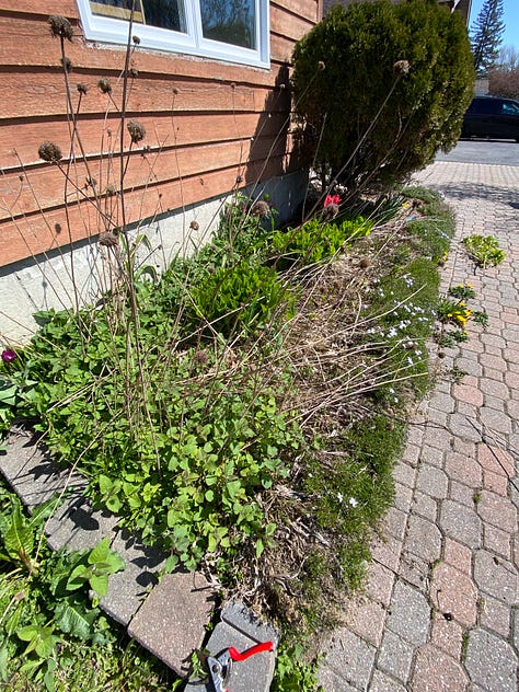 My messy gardens