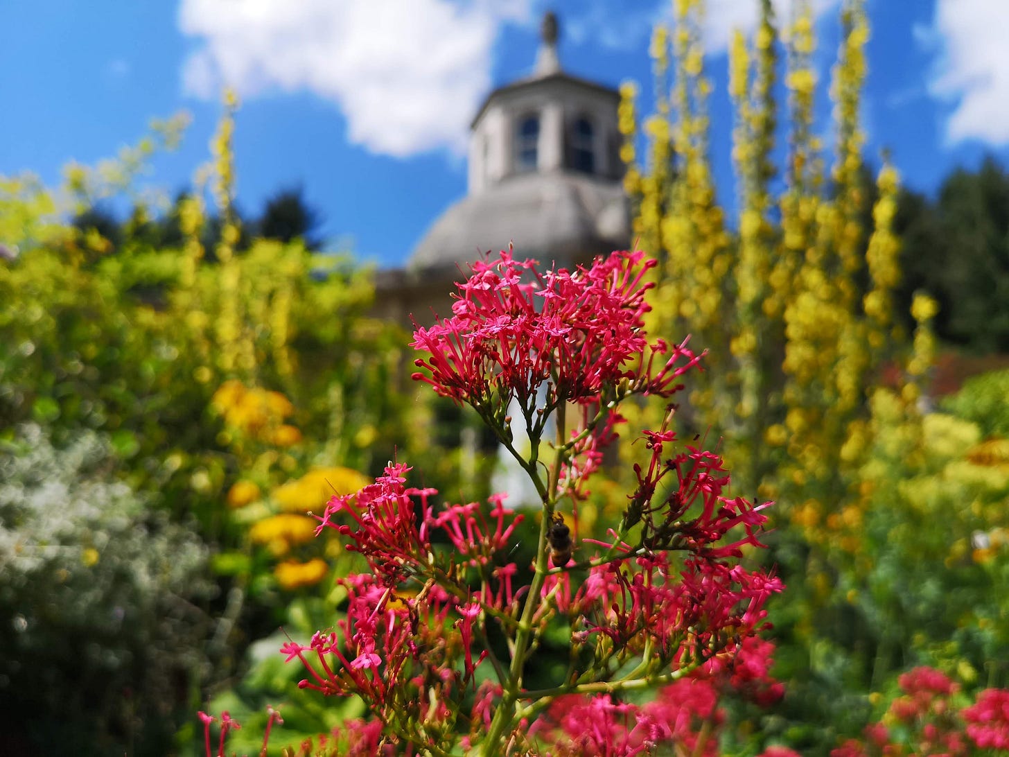 Pollinator Beds with WildFlowers in Upper Terrace of Exeter Capability Brown Gardens Pollinator Beds with WildFlowers in Upper Terrace of Exeter Capability Brown Gardens