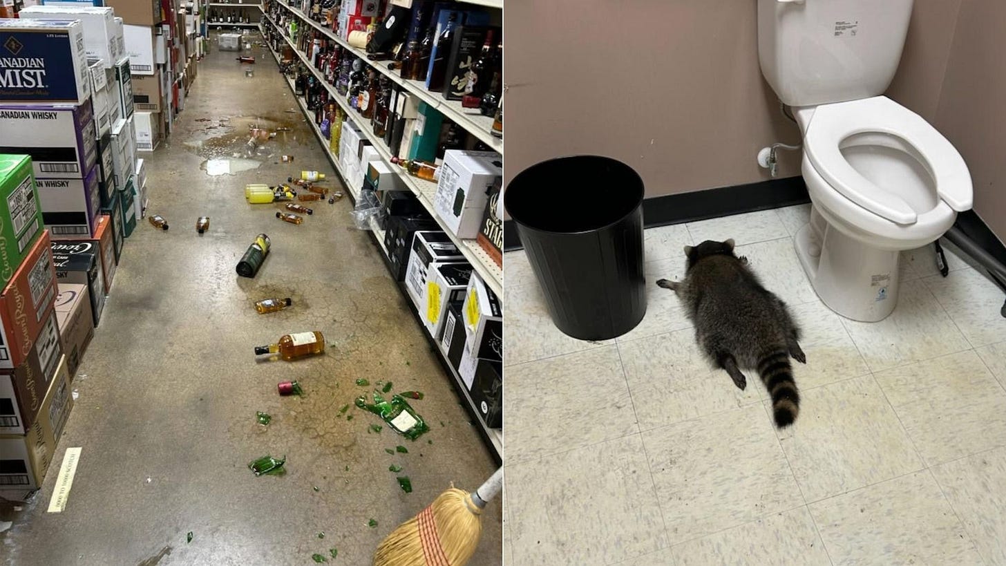 Left: Liquor store aisle with broken bottles and spilled liquid on the floor. Right: Raccoon lying on tiled bathroom floor near a white toilet and black trash can against beige walls.