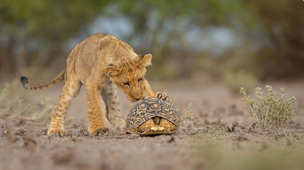 un cachorro de león juega con una tortuga que está refugiada dentro de su caparazón