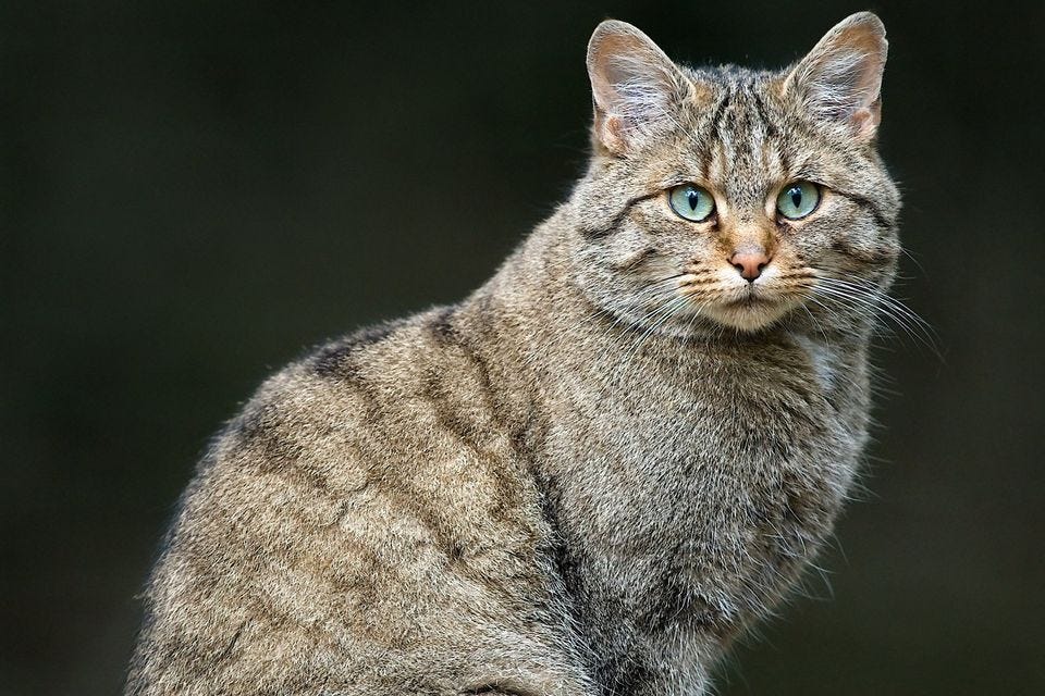European wildcat (Felis silvestris)” by Luc Viatour, via Wikimedia Commons, licensed under CC BY 3.0
