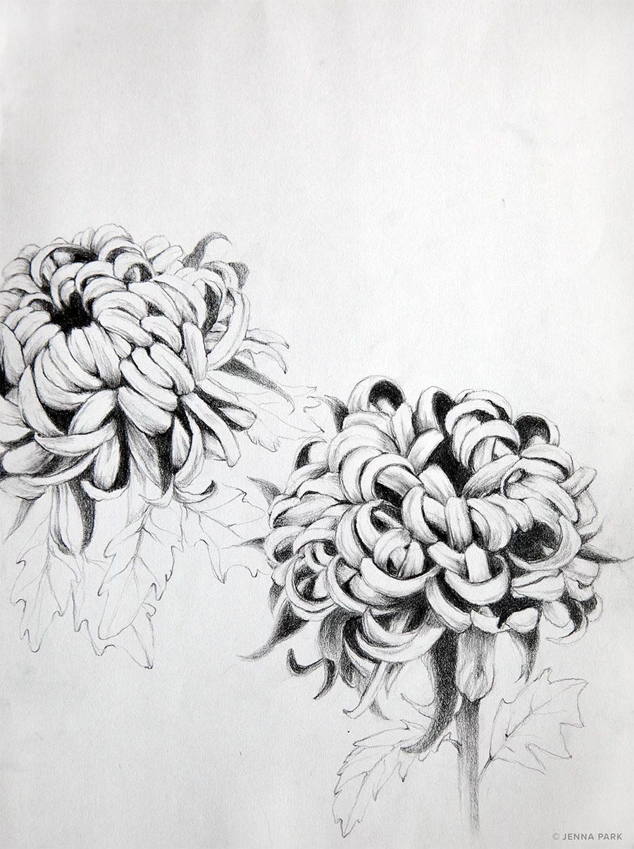 chrysanthemum drawing