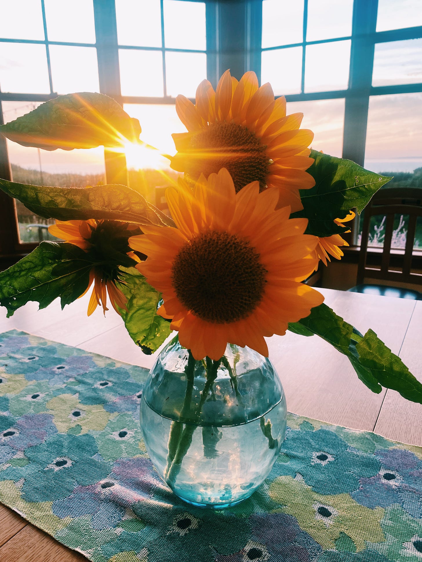 Sunflowers in vase backlit by the setting sun