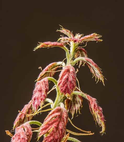 Early spring growth of tree shoots