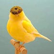 Gloster Canary's avatar