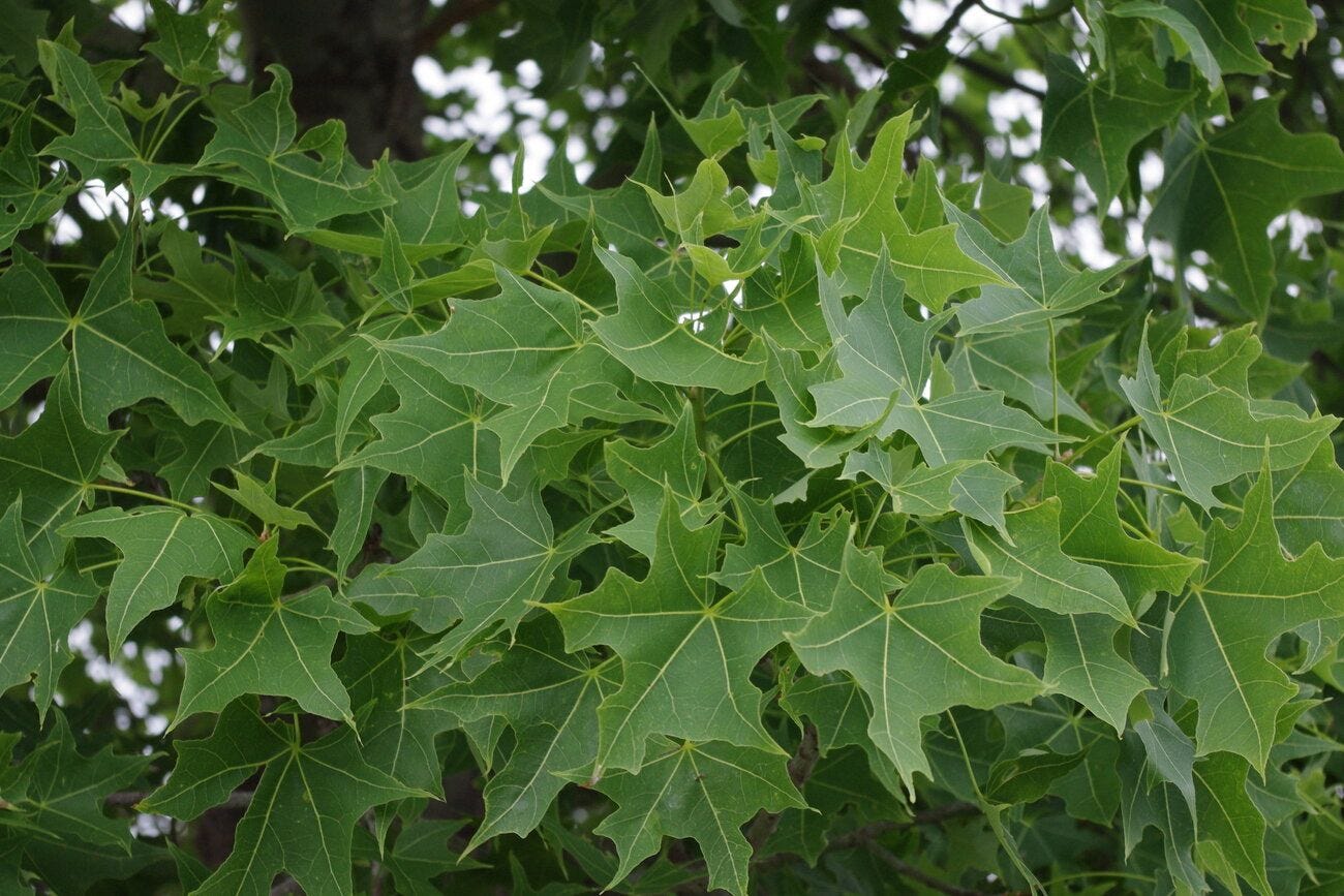Brachychiton australis [foliage - ATLAS - Coenobita, 2010].jpeg
