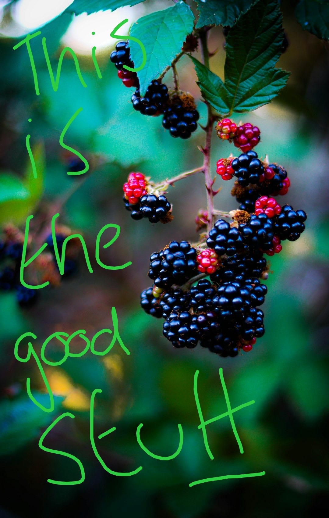 a bunch of berries hanging from a tree a bunch of berries hanging from a tree