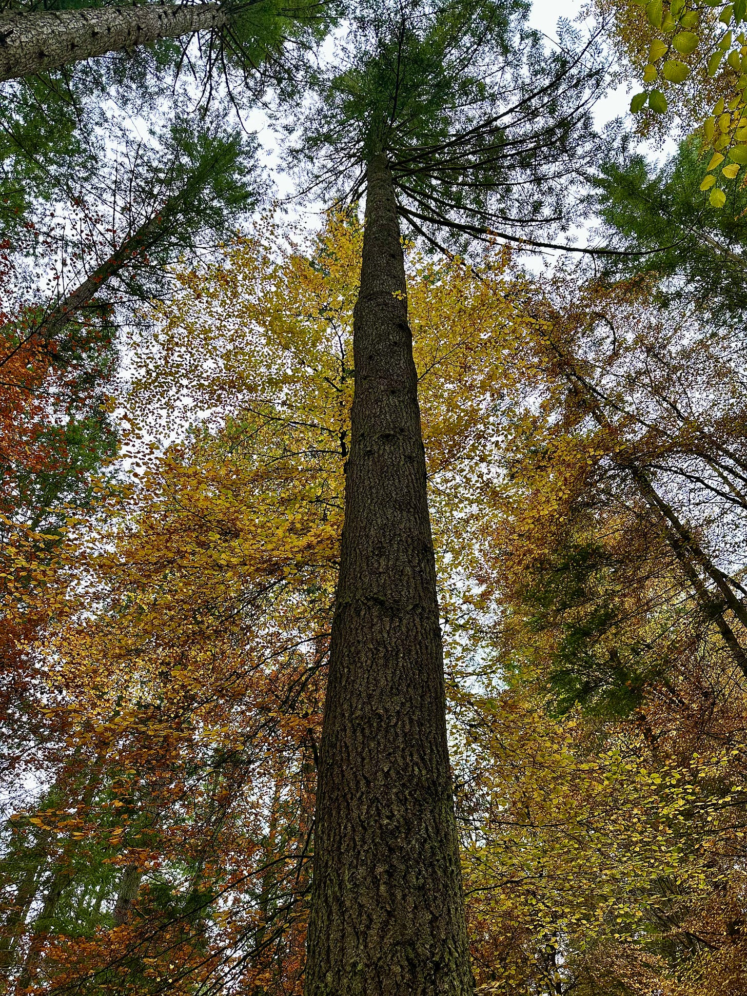 A tall straight hardwood that vertically bisects the photo. It must be autumn because all of the leaves are in various shades of golden brown and yellow.
