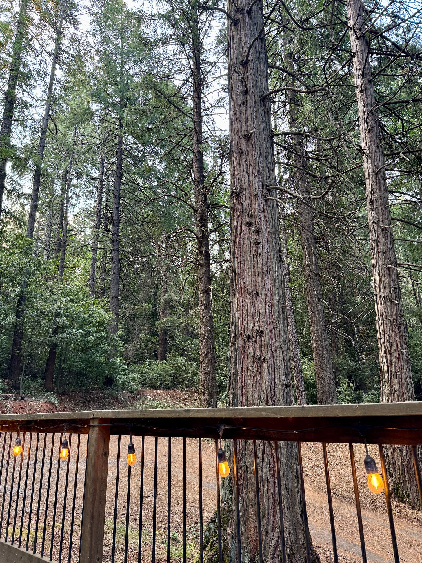 Deck and forest view
