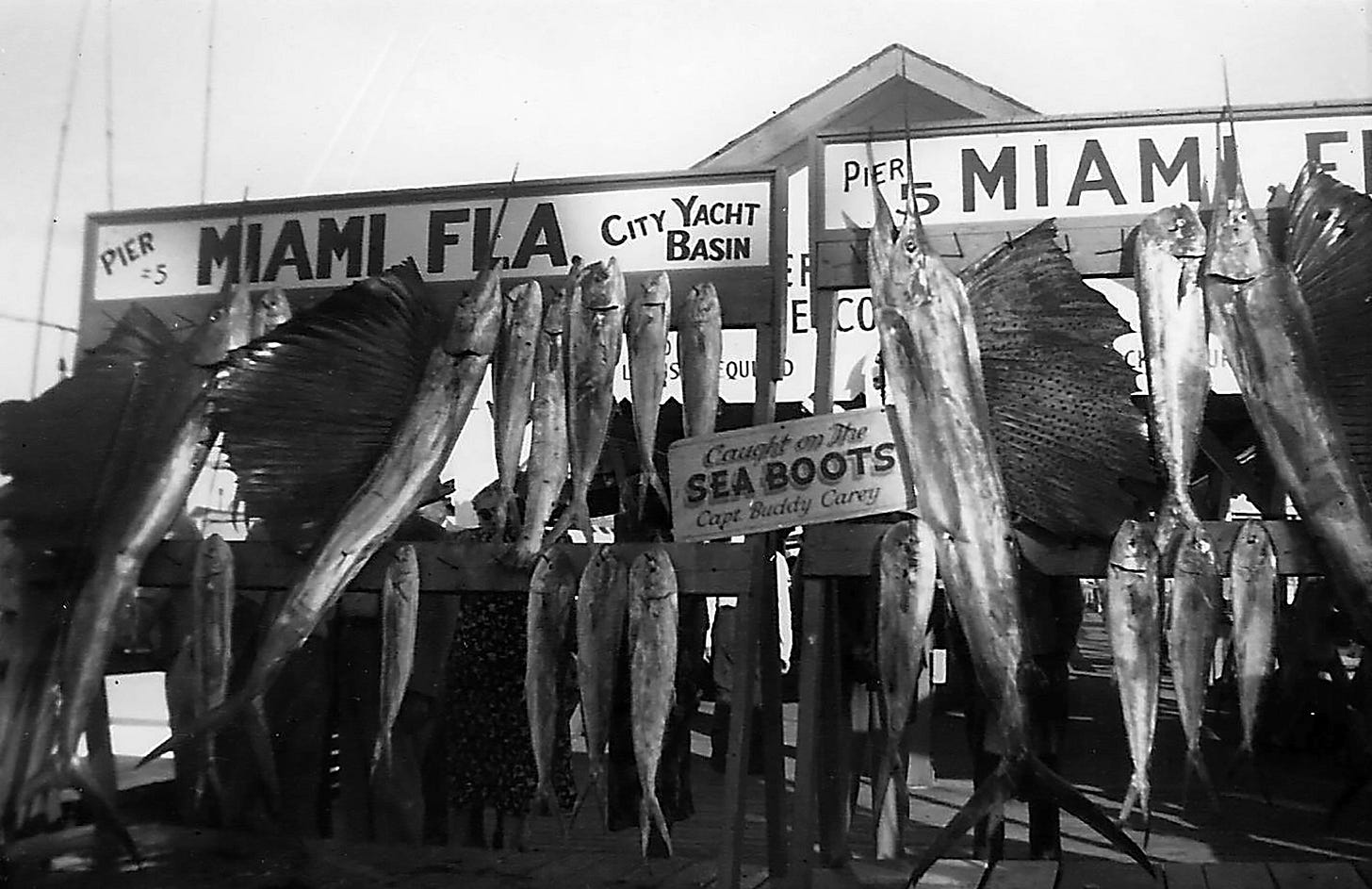 Figure 3: Catch at Pier 5 by Captain Buddy Carey’s Sea Boots charter. Courtesy of Captain James Sharpe Jr. Figure 3: Catch at Pier 5 by Captain Buddy Carey’s Sea Boots charter. Courtesy of Captain James Sharpe Jr.