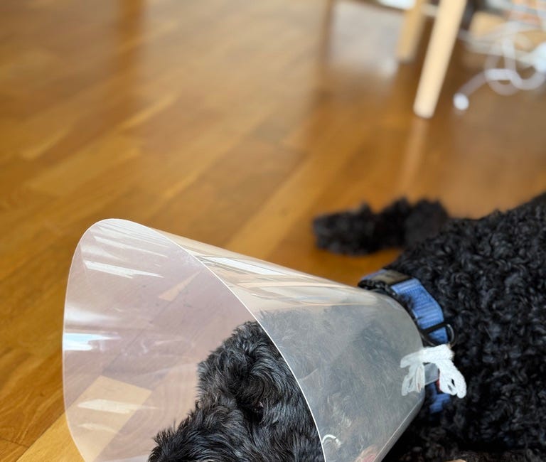 The Cone of Shame and Other Lessons in Spanish Care 🐾