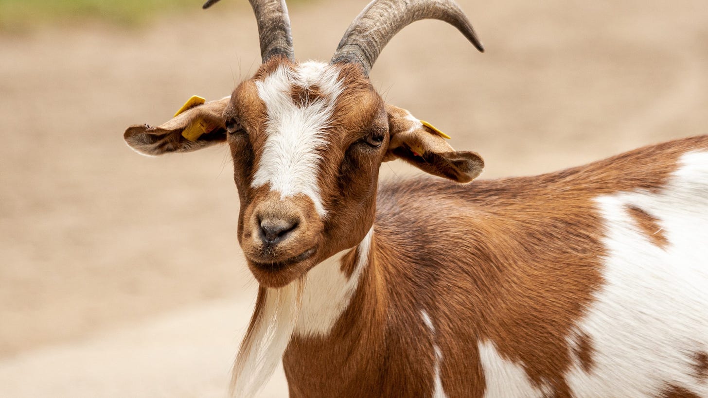 Things You Should Know If You Want to Own a Goat - Herd Health Managment