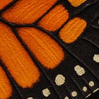 Green Wednesday: Monarch Conservation and Student Climate Leadership