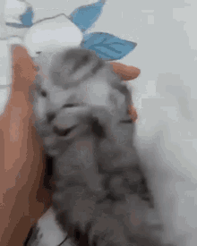 Screaming Cat Cat GIF - Screaming Cat Cat Meme Cat - Discover & Share GIFs