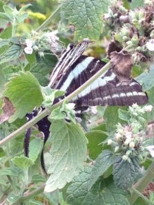 Zebra Swallowtail on the Maryland Heights Trail, photo by CGIOS Zebra Swallowtail on the Maryland Heights Trail, photo by CGIOS