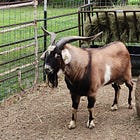 Photo Friday #013 - Big Beautiful Buford
