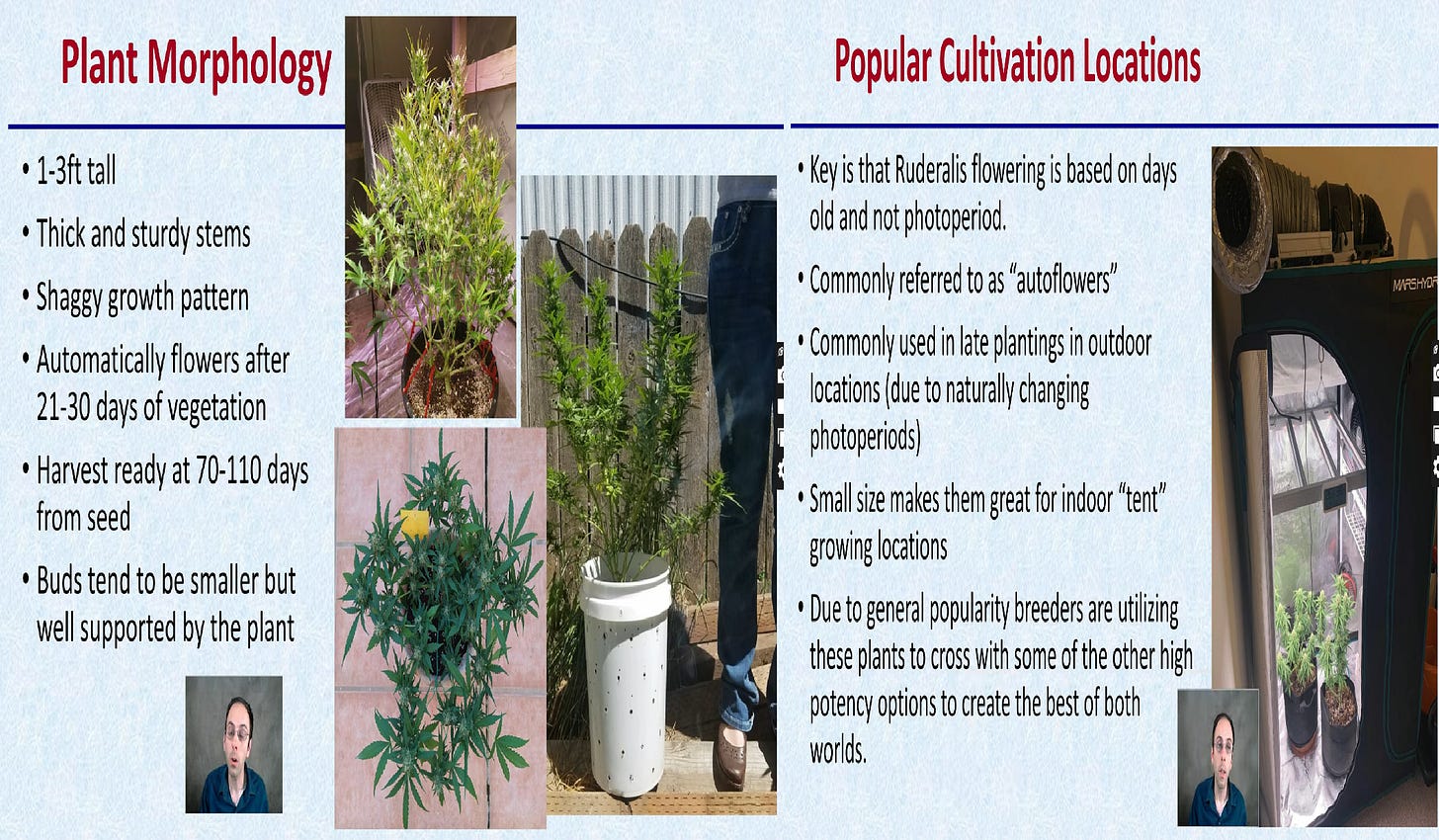 Cannabis Ruderalis Characteristics