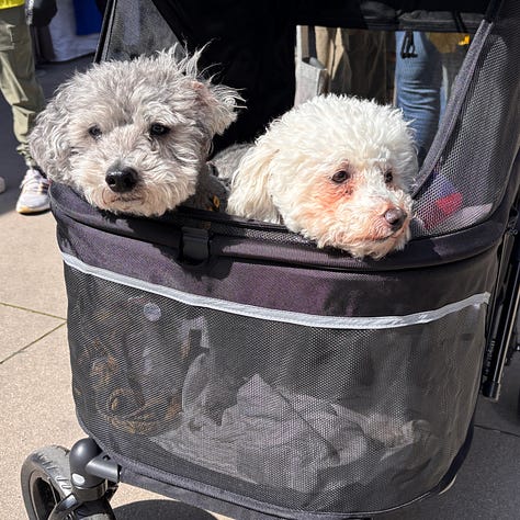 black rabbit, tri-color guinea pig, brown dog, white dog in a stroller, igunana, tri-color cat, black dog  with support wheels
