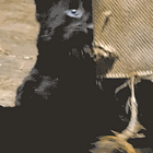 Panther No Pants, It's Party Time! Tabs, May 4, 2026
