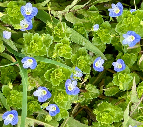 A close-up of three bright yellow flowers with layered petals and clustered centers, surrounded by broad, textured green leaves. One flower bud is visible in the upper left corner, hinting at new growth amid the lush foliage.A close-up view of small, delicate blue flowers with white centers and faint purple stripes, scattered among bright green leaves and blades of grass. The scene is fresh and vibrant, capturing the texture and color of spring ground cover.A cluster of small, bright yellow wildflowers with rounded petals rising on slender green stems, surrounded by dense green foliage and broad, veined leaves. The flowers are scattered across the frame, creating a cheerful, natural carpet of spring growth.