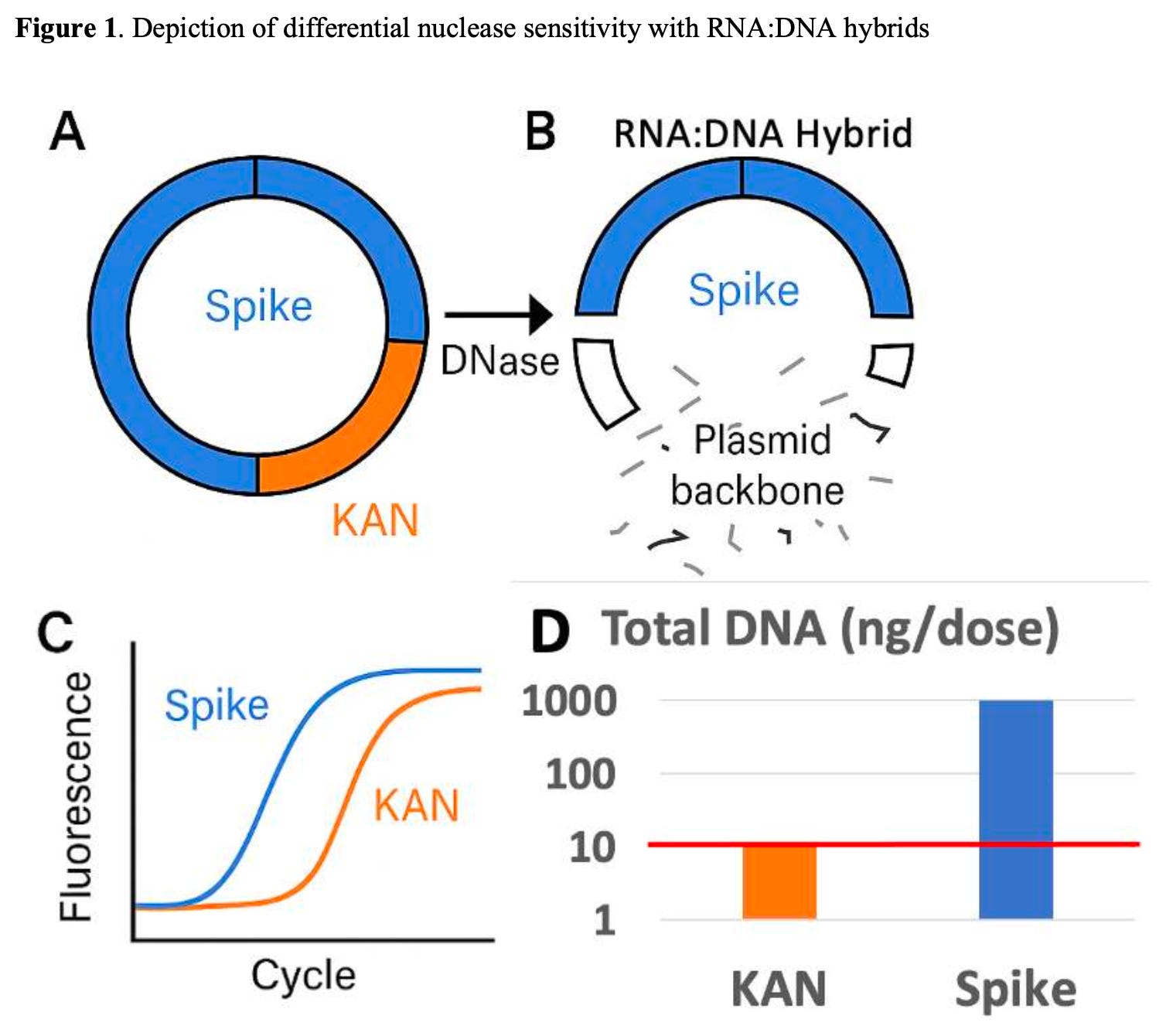 jessicar.substack.com - Jessica Rose - RNA:DNA Hybrids Survive Digestion in mRNA Vaccine Manufacturing