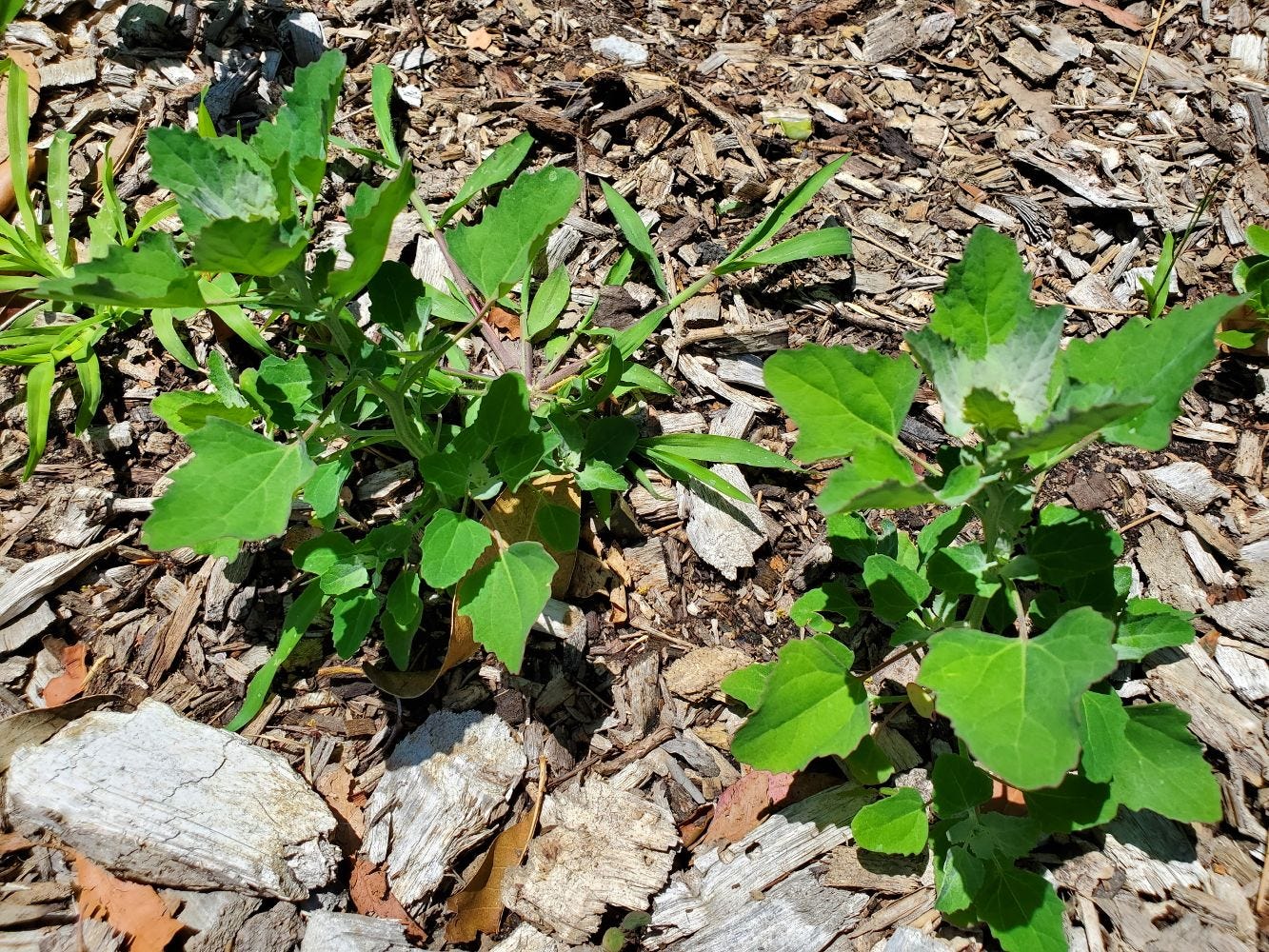 Chenopodium album [young plants] 20221214_124147 sml.jpg