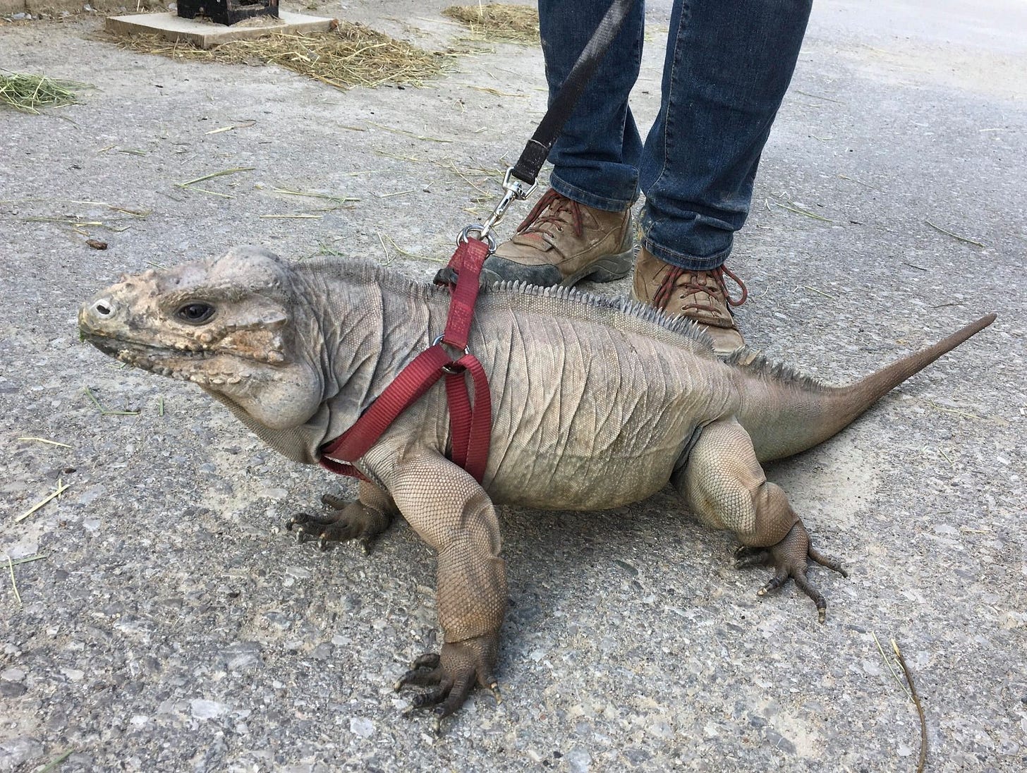 Iguana on a leash