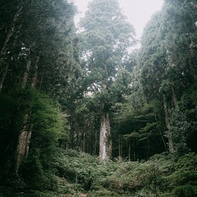 Here Passes the Buck