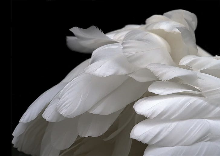 B&W photo of white feathers B&W photo of white feathers