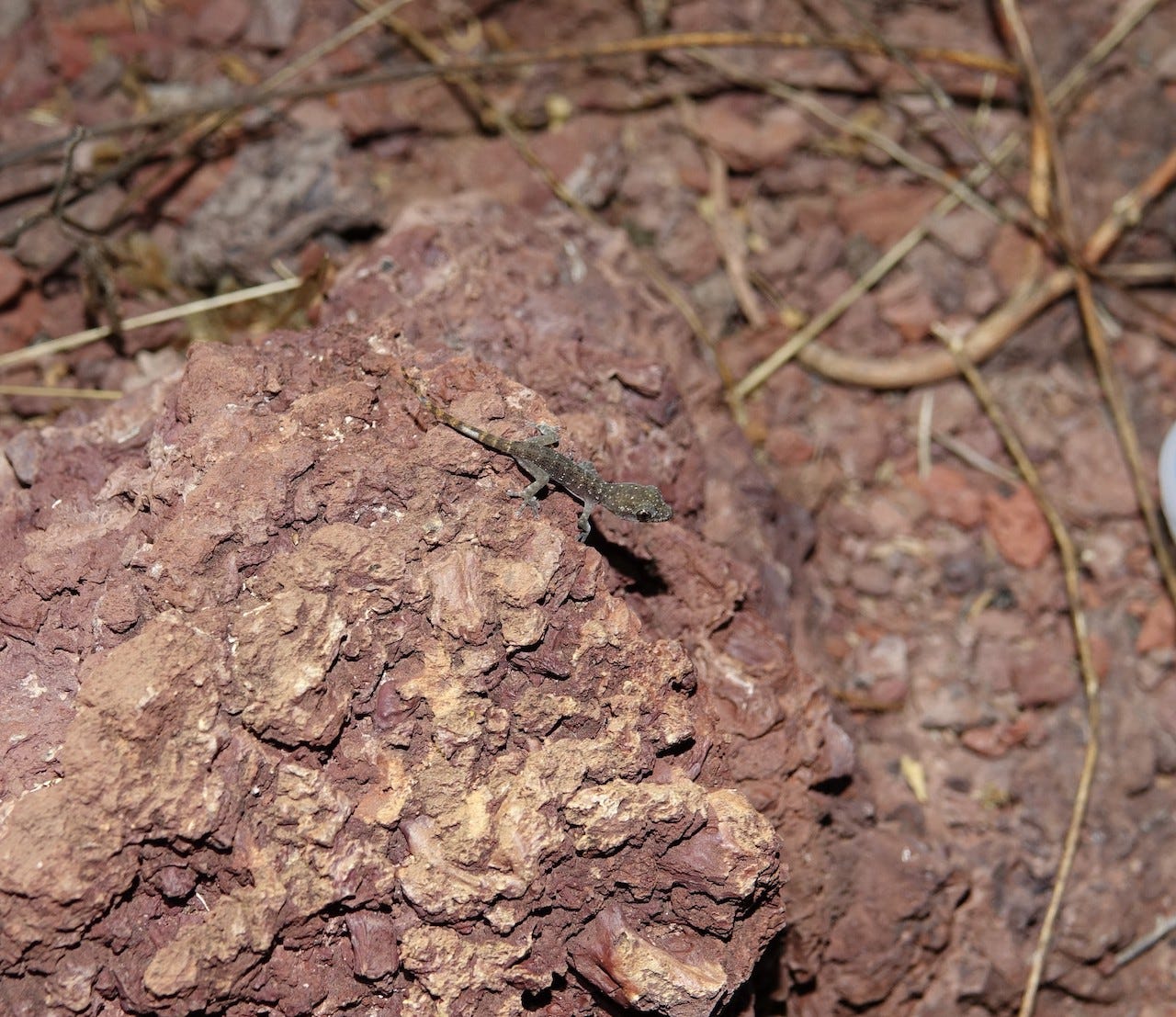 Mares’s leaf-toed gecko (Phyllodactylus maresi) made a comeback on Rábida Island after rat eradication. Photo courtesy of Rory Stansbury/IslandConservation Mares’s leaf-toed gecko (Phyllodactylus maresi) made a comeback on Rábida Island after rat eradication. Photo courtesy of Rory Stansbury/IslandConservation