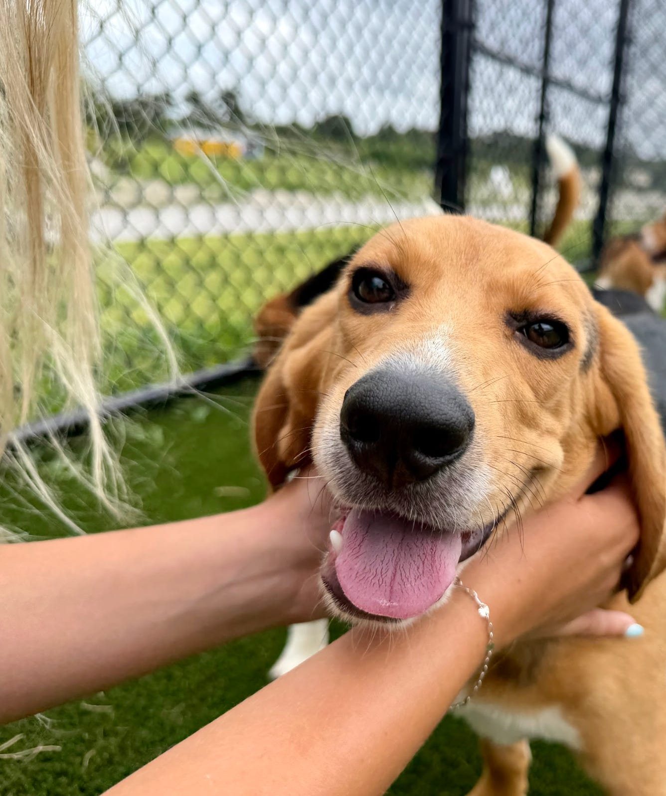 Close-up of a smiling tan beagle with tongue out being gently held by a woman's hands inside a fenced grassy yard.