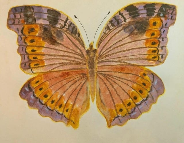 butterfly illustration by Stephanie Shia butterfly illustration by Stephanie Shia