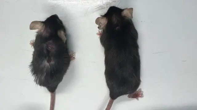 Two mice, both the same age, the one on the left has aged normally, but the one of the right has been given an anti-ageing drug Two mice, both the same age, the one on the left has aged normally, but the one of the right has been given an anti-ageing drug