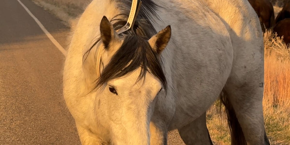 An Astounding Communion with a Wild Horse