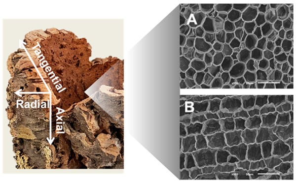 Why Cork is One of the Most Sustainable Materials in the World