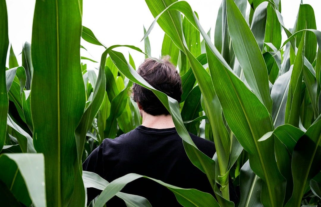 man in black long sleeve shirt standing beside corn plant during daytime