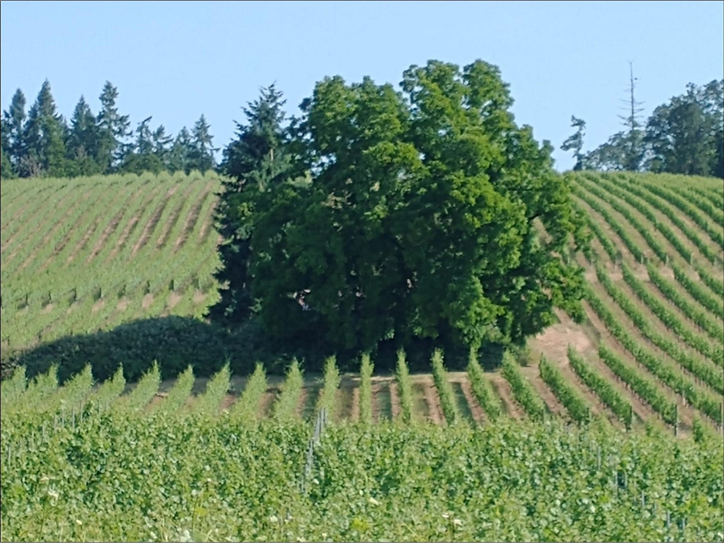 The Walnut at Amalie Robert Estate.