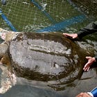 世界で最も希少なカメが教えてくれること