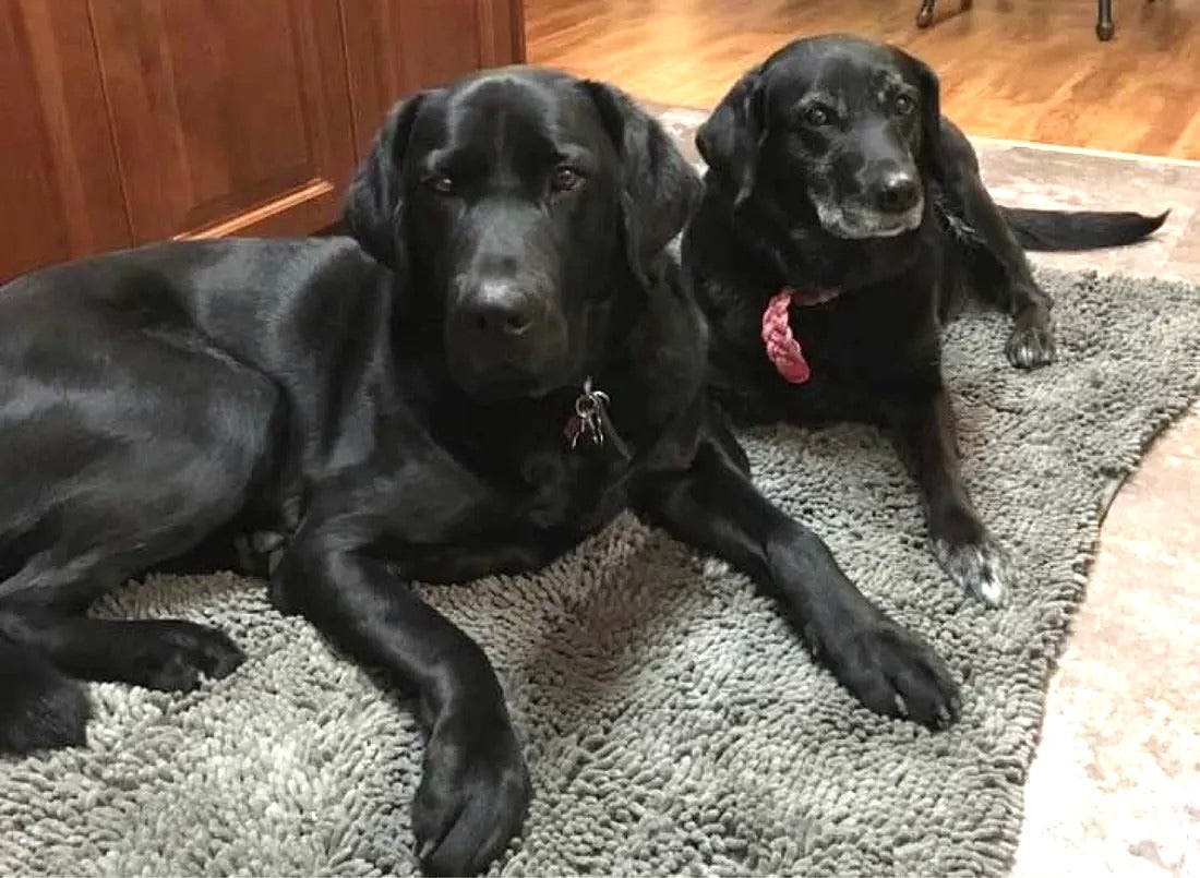 Picture of two black labs, one is Cooper and next to him is Lucy wearing a pink collar