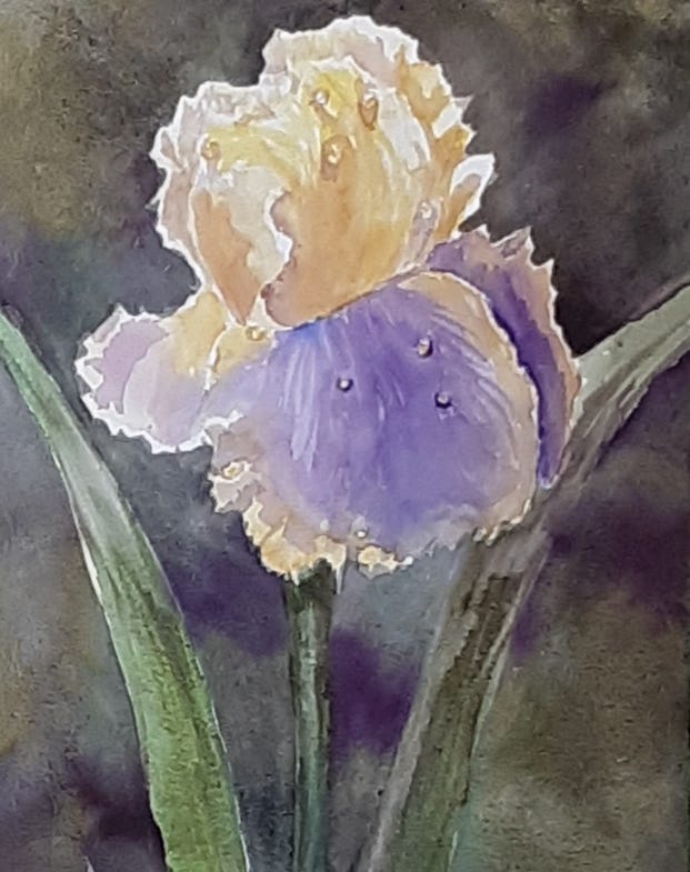 four images of irises, purples and yellows
