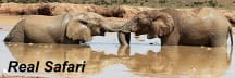 Real Safari