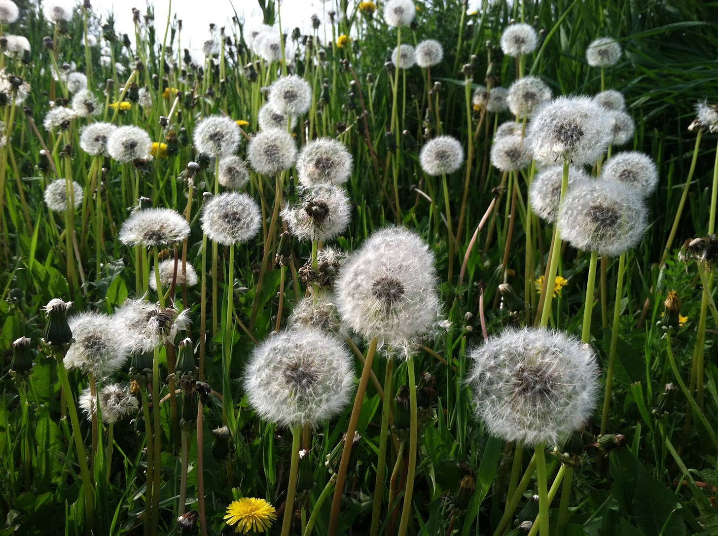 color photo close-up of dandelions that have gone to seed
