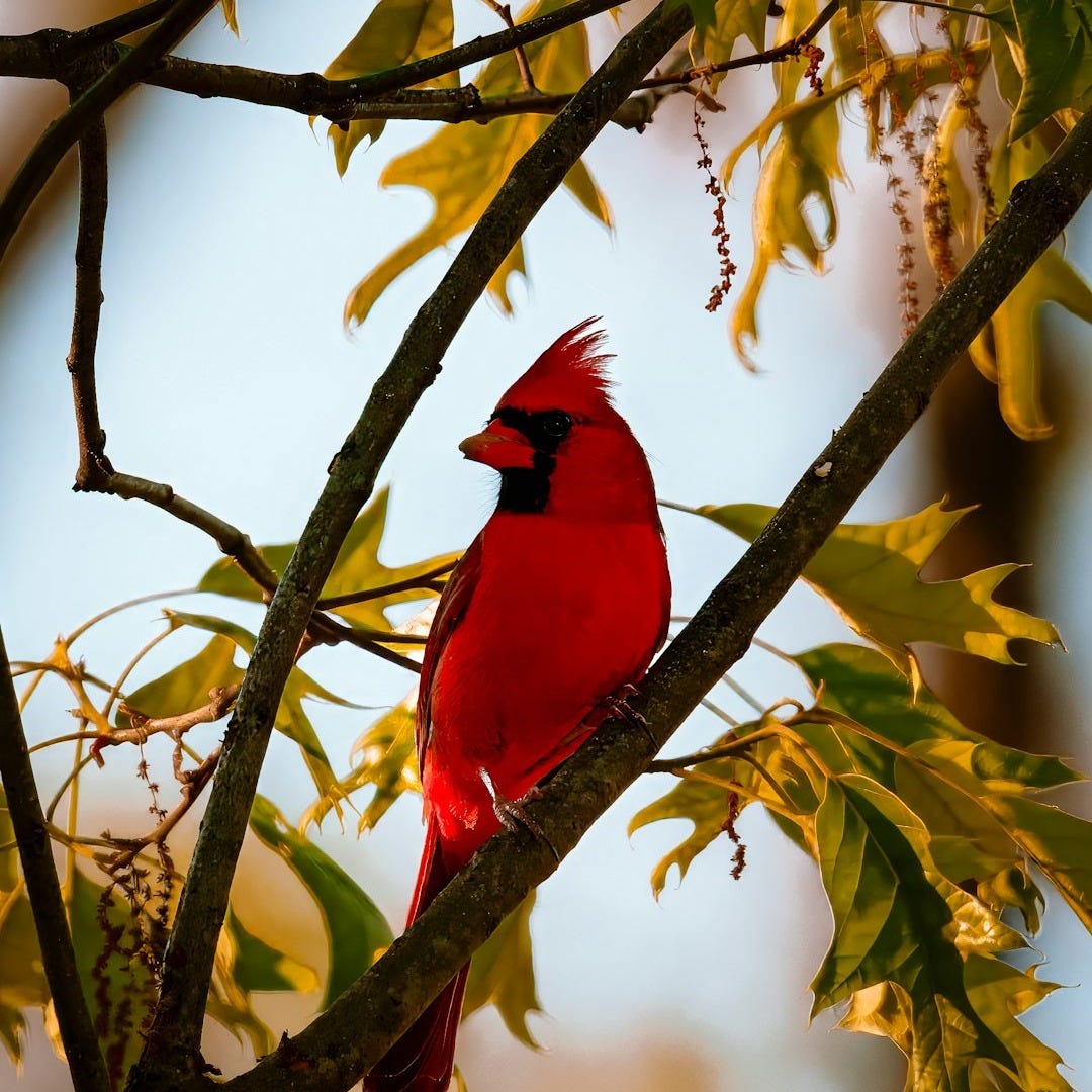 A red cardinal perches on a branch. A red cardinal perches on a branch.