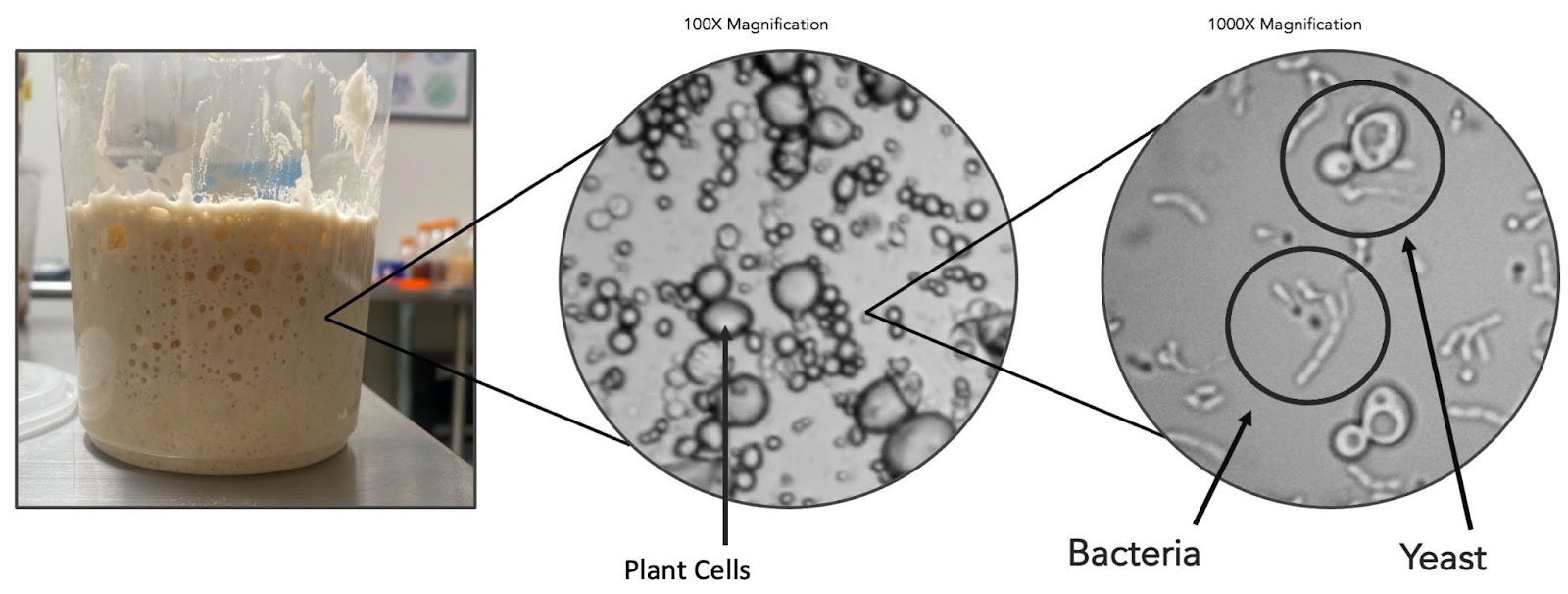 Science of Sourdough: Applied Microbiology for Bakers, Part 1 - Microbial  Diversity, image size:1600x606