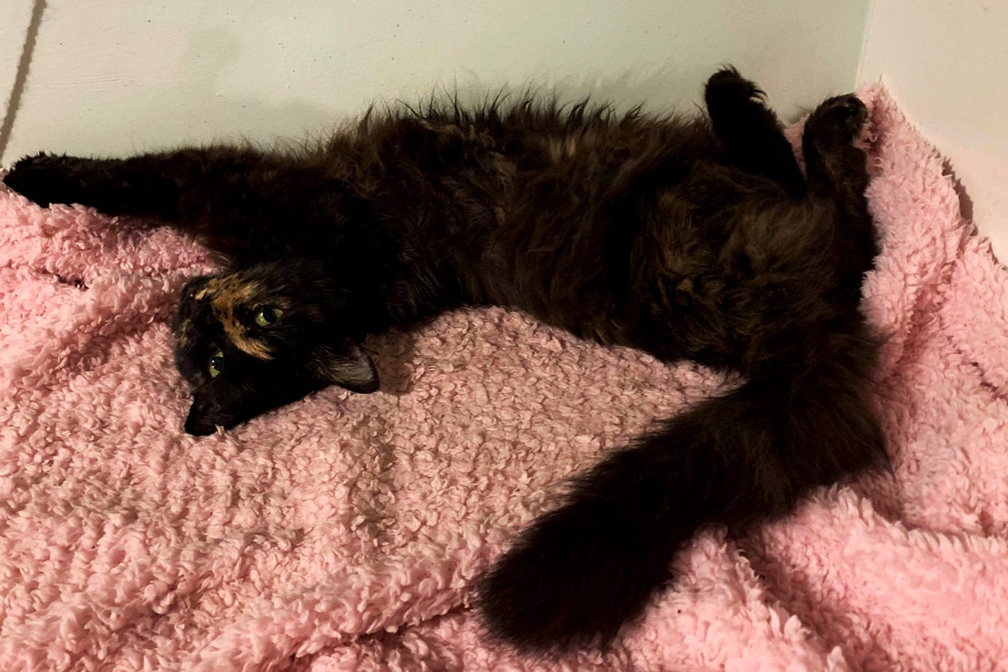 Mini the cat stretched out on a pink towel.