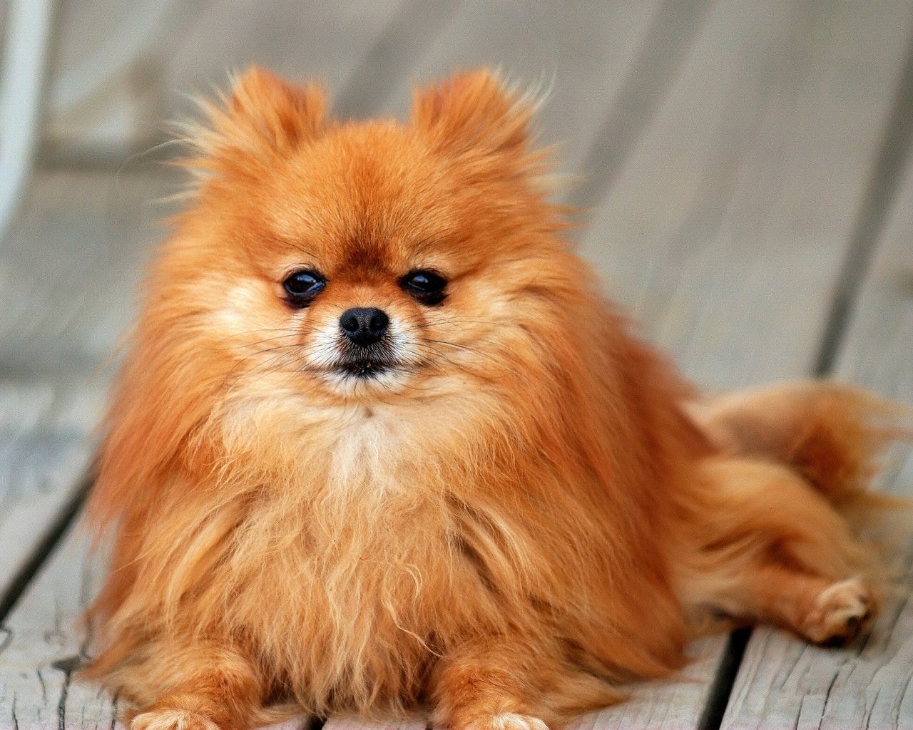 Pomeranian - All Small Dogs Wallpaper (18774613) - Fanpop