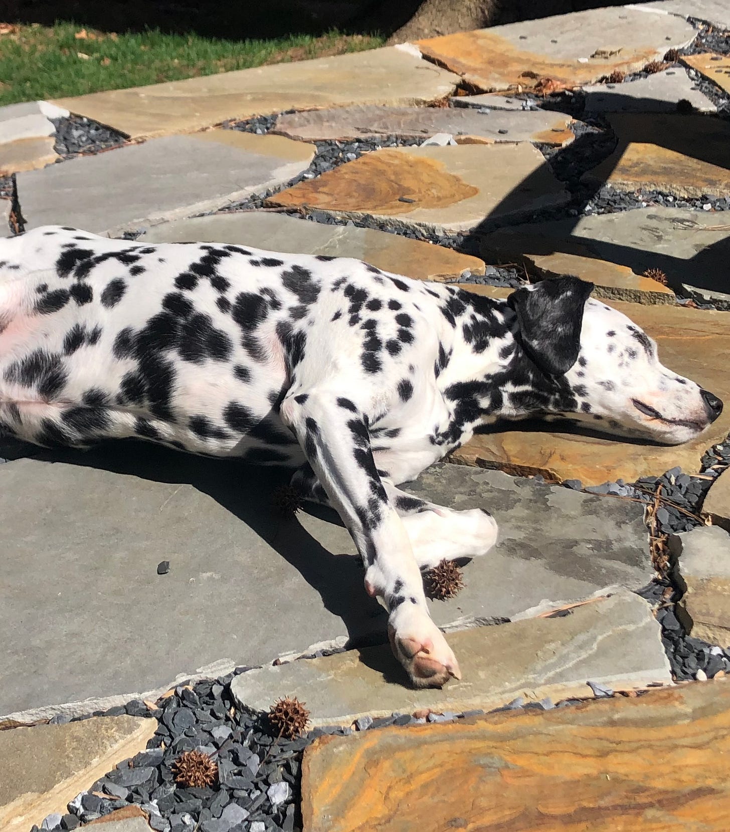 My Dalmatian Gus, laying on a patio in the sun.